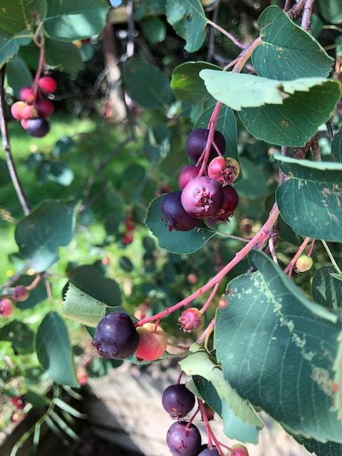 Saskatoon berry