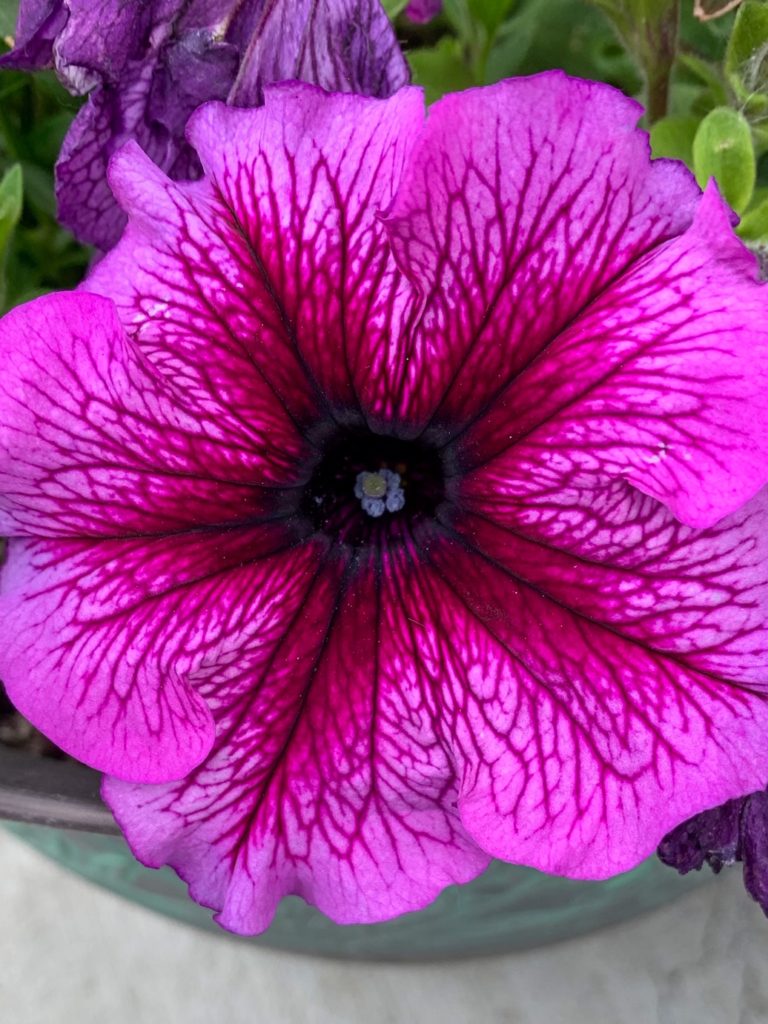 Spring flower.