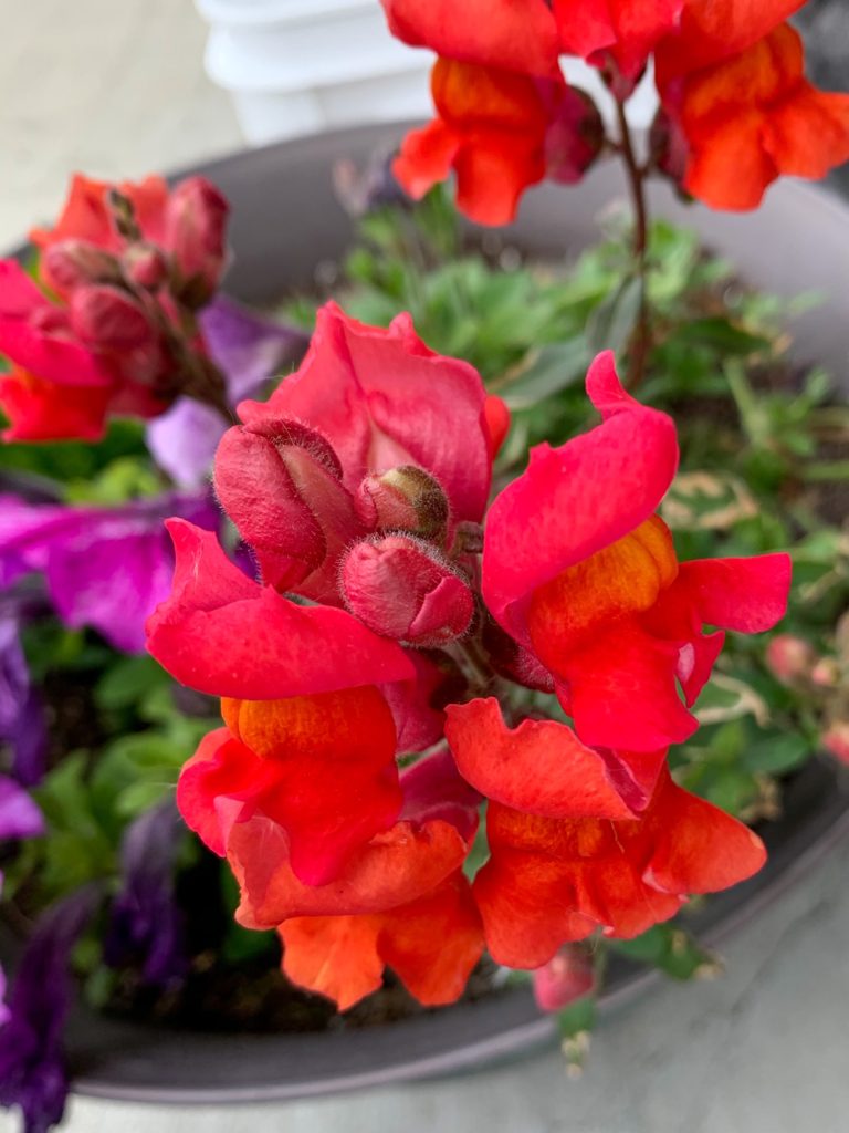 spring flowers