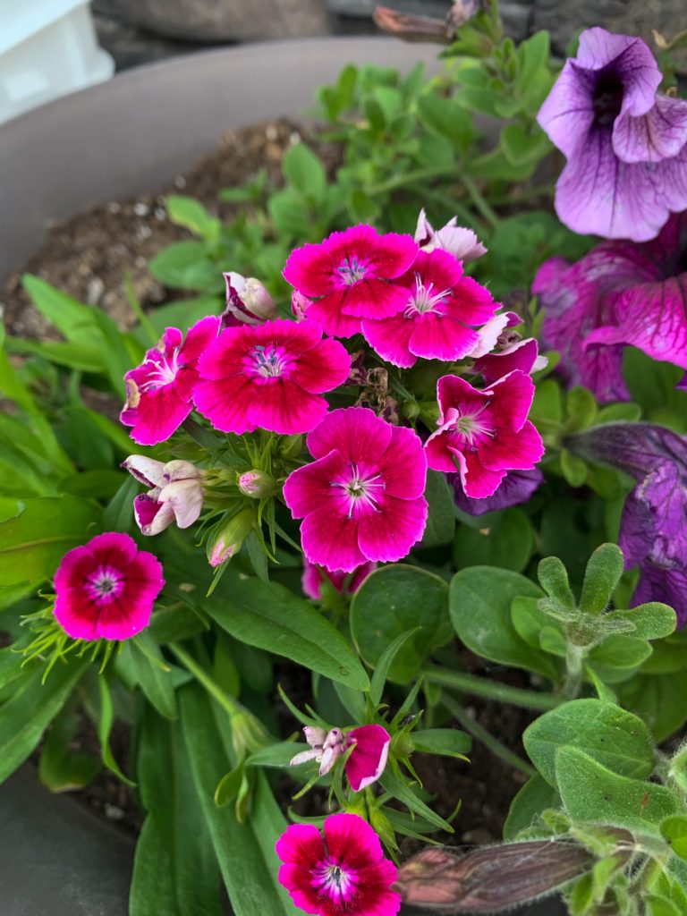 spring flowers
