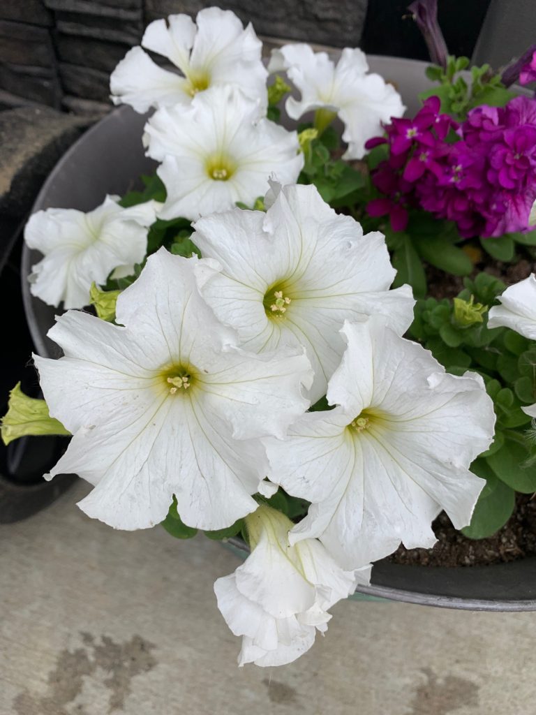 spring flowers